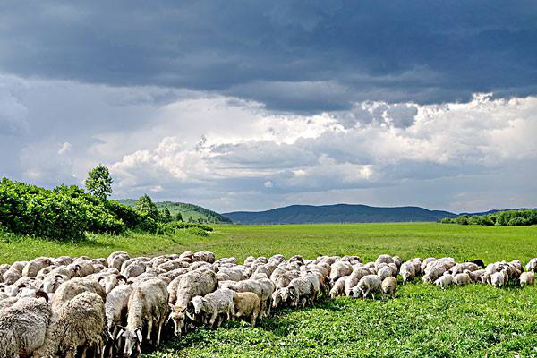 岳氏集團考察內蒙古興安盟烏蘭浩特有機農產品、中草藥種植等相關產業情況