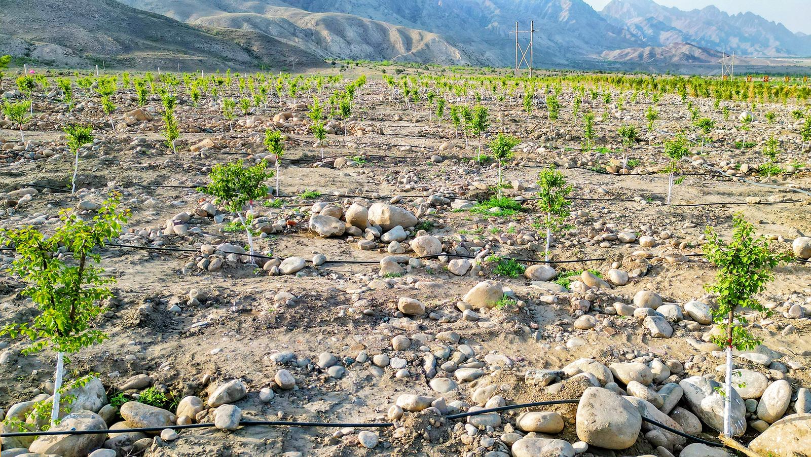 石嘴山市五家綠色食品企業喜獲自治區獎補資金