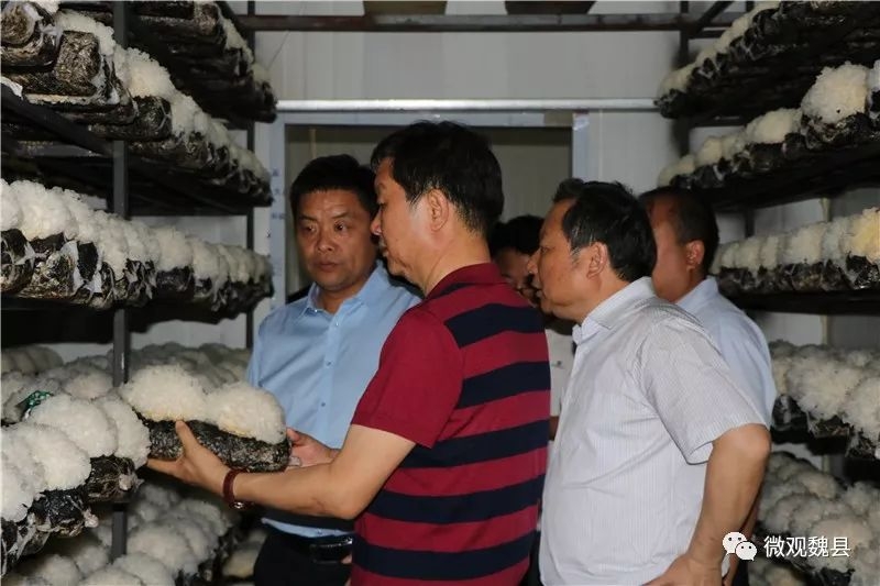 北京岳氏集團董事長岳平安帶領韓國考察團來魏考察農業產業項目